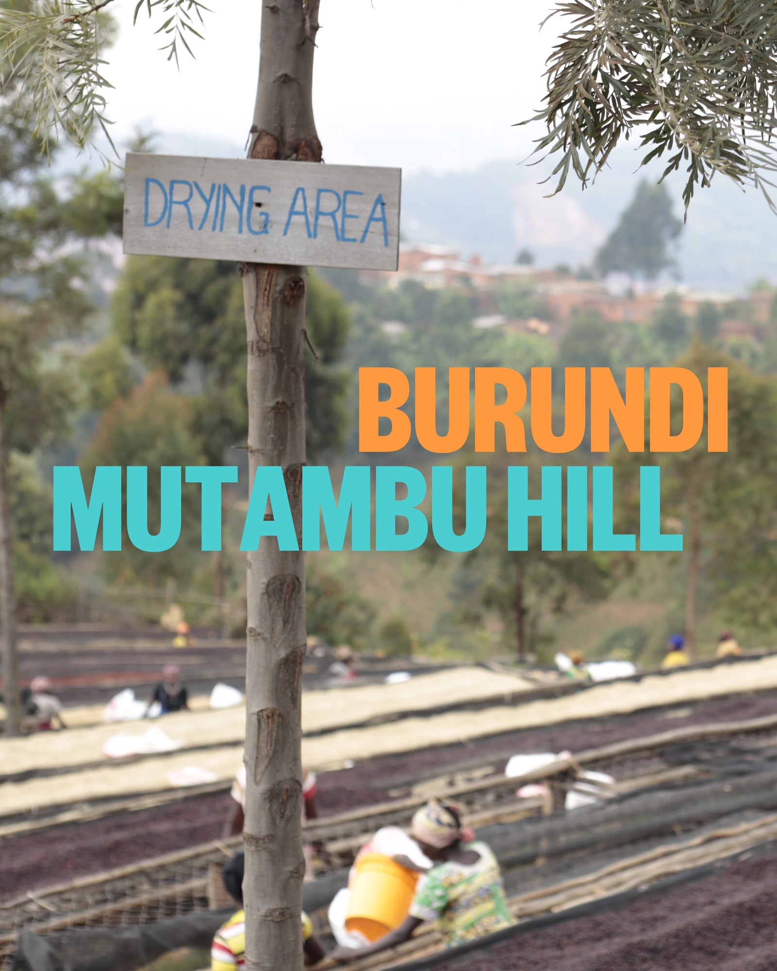 Burundi - Mutambu Hill