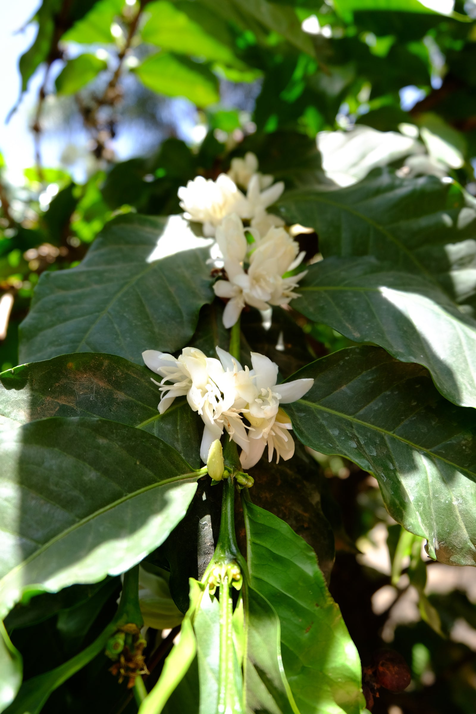 Kenya - Ndimaini AB - Washed