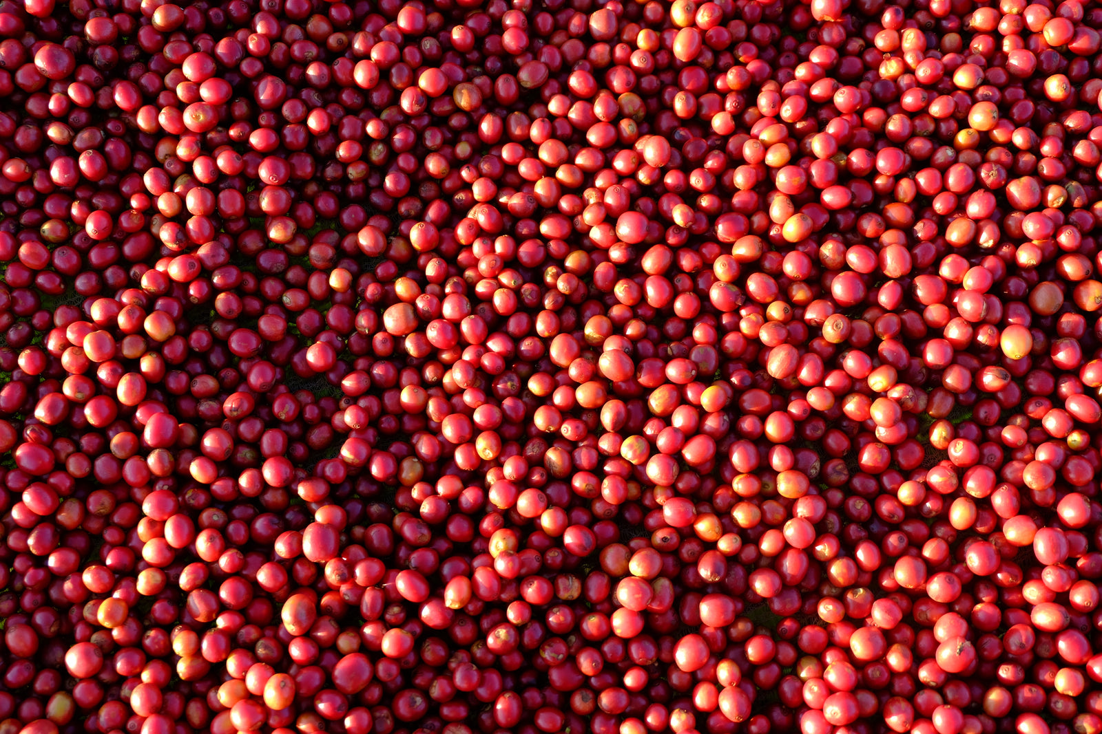 The Ultimate Guide to Coffee Processing