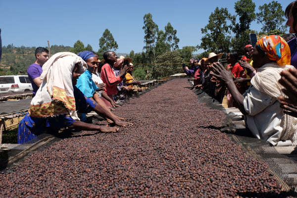 Is Peaberry Coffee Better Than 'Normal' Coffee? - Dear Green
