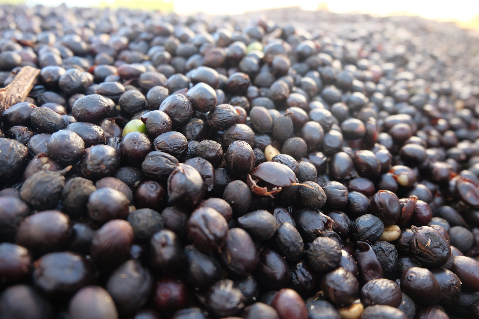 Joining World Coffee Research's Checkoff Program