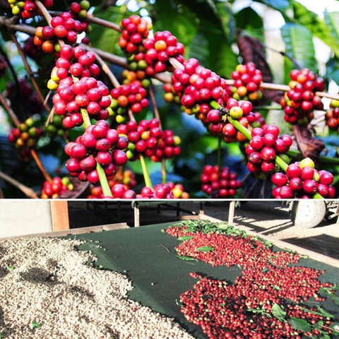Demystifying the Coffee Label: Washed Versus Natural Coffee!
