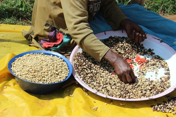 New Crop Arrival: Ethiopia Duromina