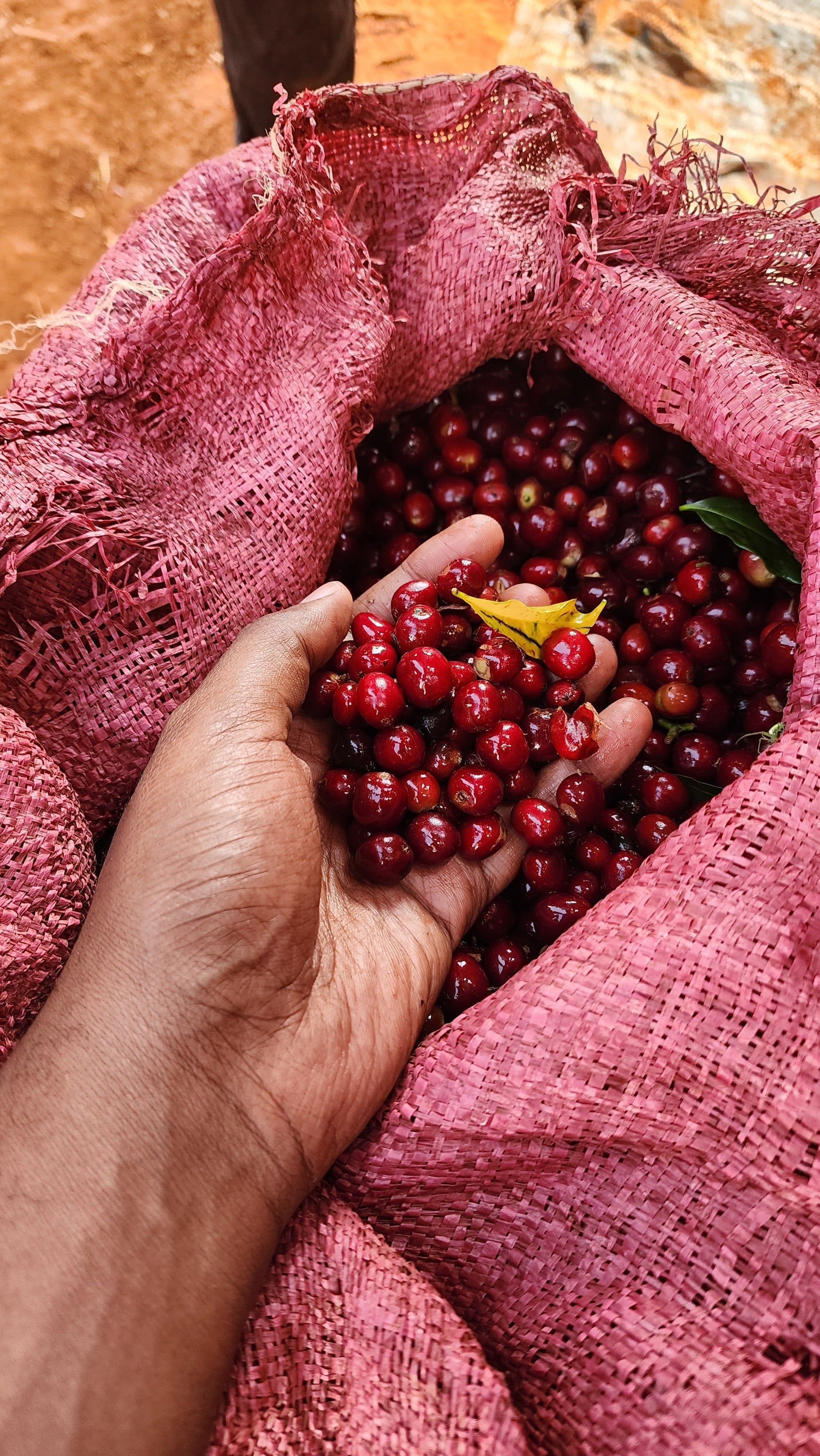 Ethiopia: Kelloo Gedeb Lalesa