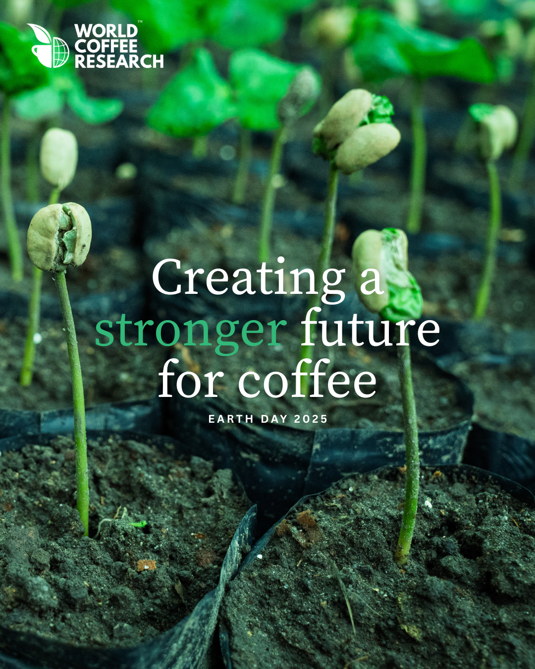 Investing in Coffee's Future